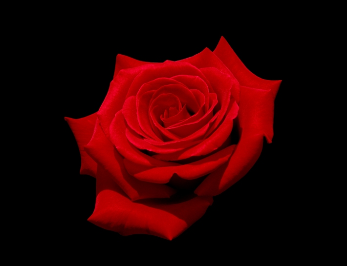 Red rose (Kardinal) with black background.